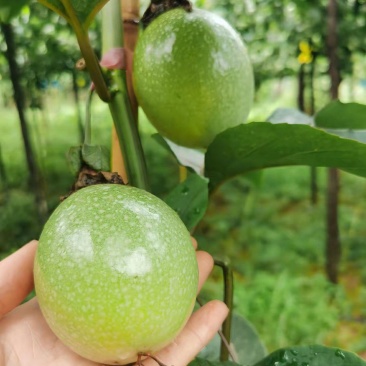 钦蜜9号百香果
