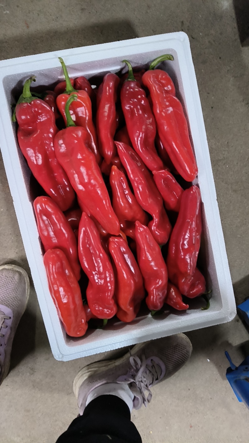 芜湖红椒15-20厘米，中辣，精品，通货，可以箱装，袋装