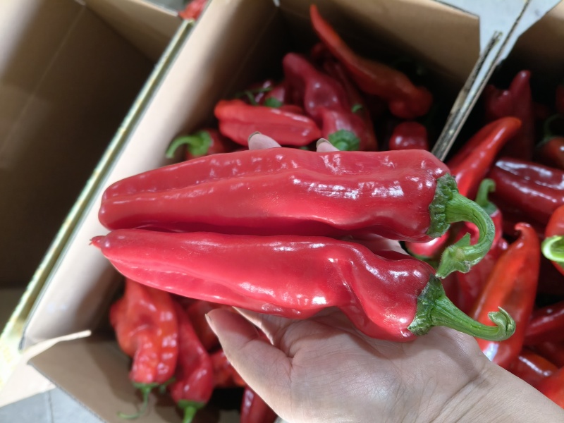 芜湖红椒15-20厘米，中辣，精品，通货，可以箱装，袋装