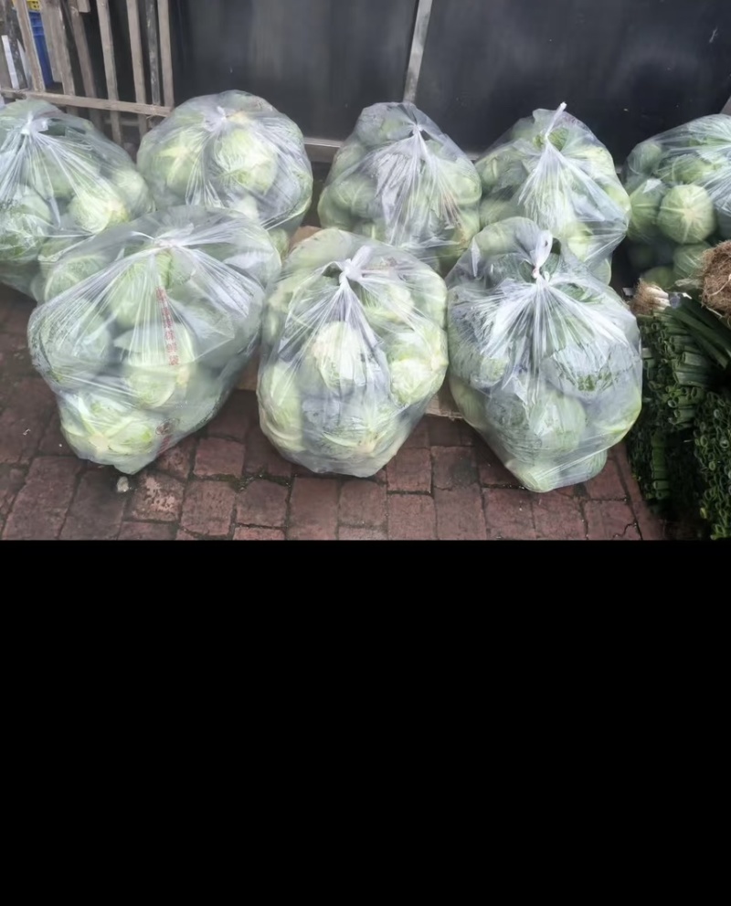 包菜，现摘现发/产地直销/田间鲜到舌尖