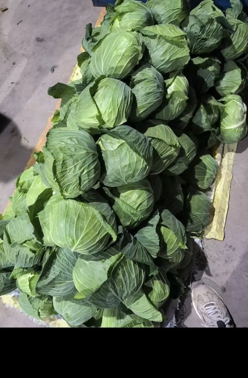 包菜，现摘现发/产地直销/田间鲜到舌尖