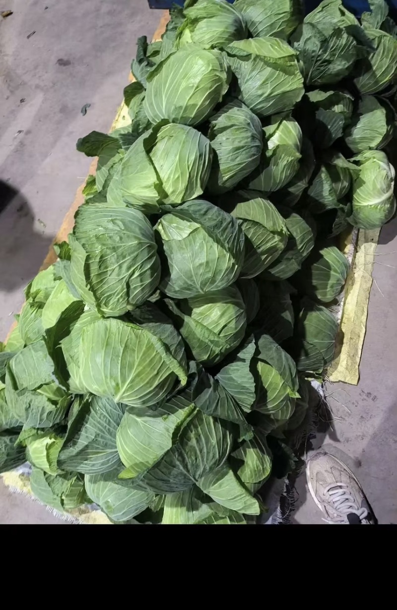 包菜，现摘现发/产地直销/田间鲜到舌尖