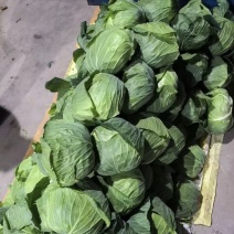 包菜，现摘现发/产地直销/田间鲜到舌尖