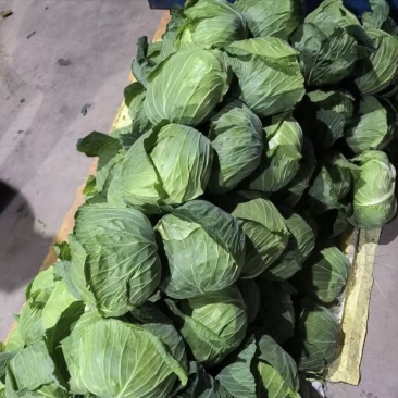 包菜，现摘现发/产地直销/田间鲜到舌尖