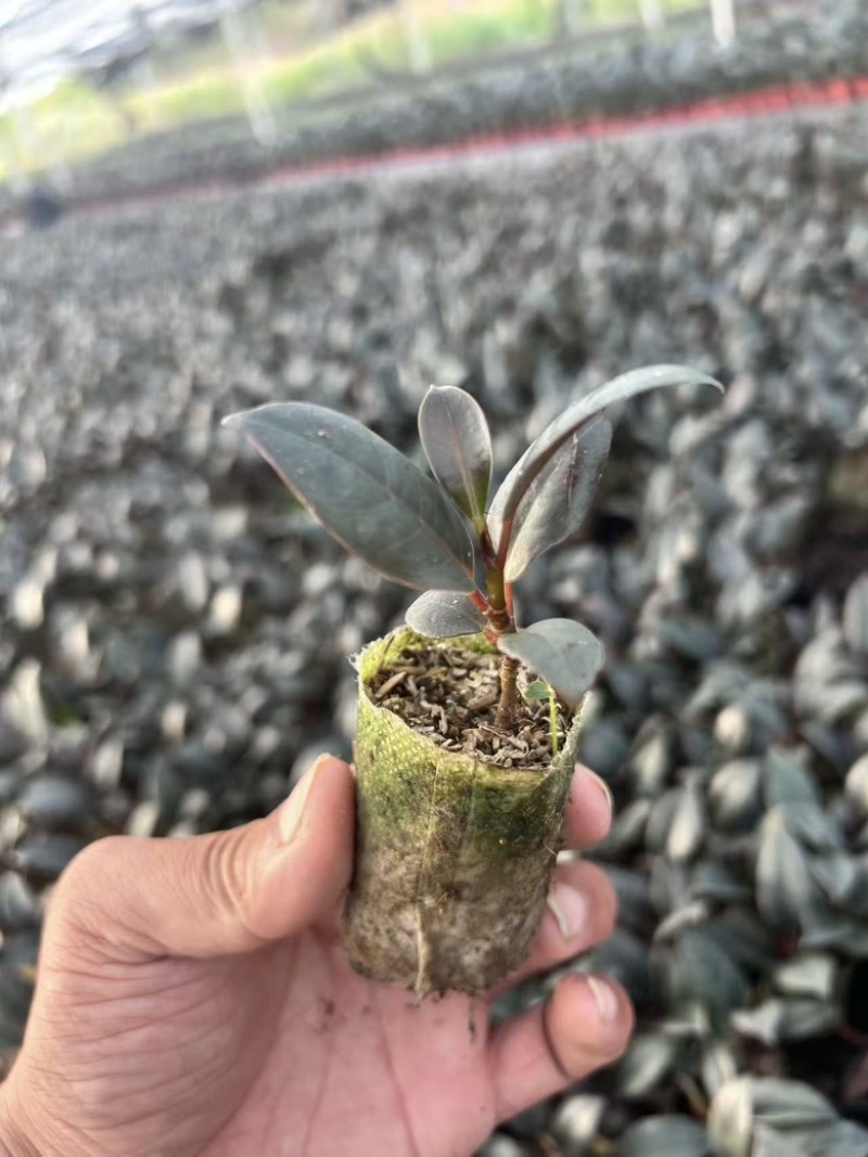 黑木相思，小杯苗，现货，大量上市
