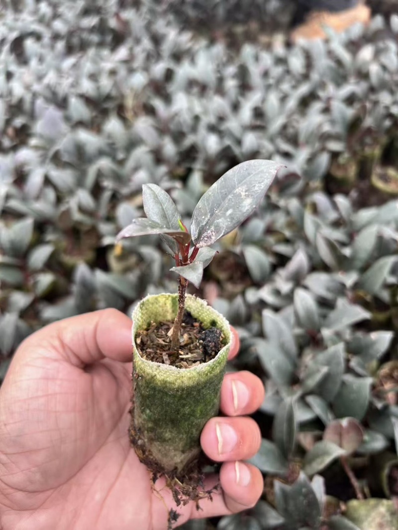 黑木相思，小杯苗，现货，大量上市
