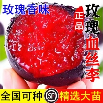 果园直发李子树苗早熟风味玫瑰味帝李保真正品成活率