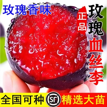 果园直发李子树苗早熟风味玫瑰味帝李保真正品成活率