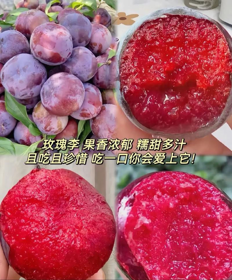 果园直发李子树苗早熟风味玫瑰味帝李保真正品成活率