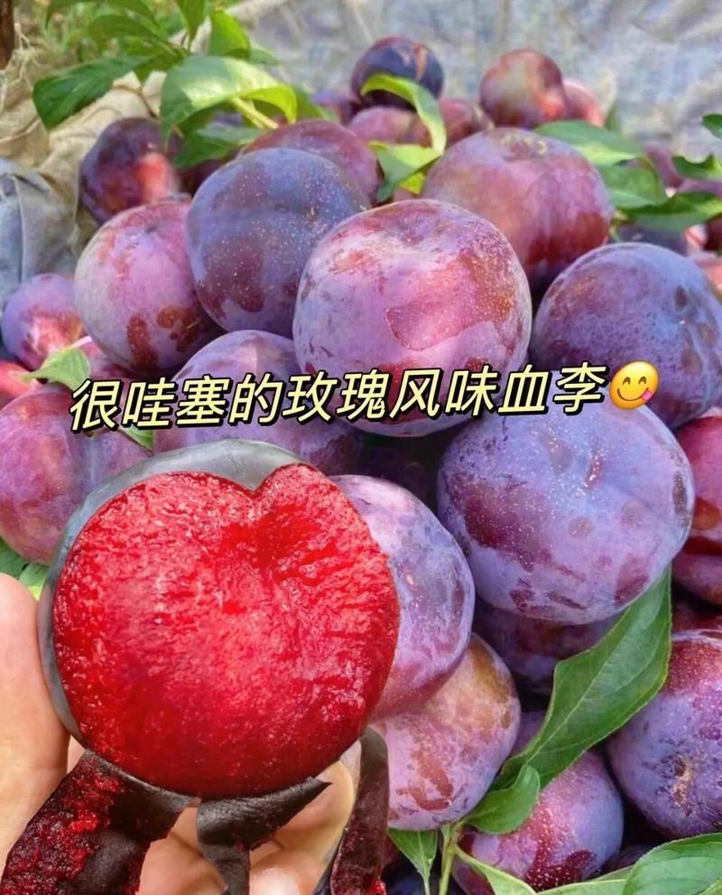 果园直发李子树苗早熟风味玫瑰味帝李保真正品成活率