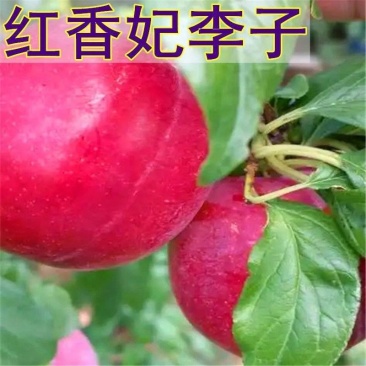 果园直发李子苗晚熟红香妃李芙蓉李保真正品成活率