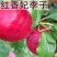 果园直发李子苗晚熟红香妃李芙蓉李保真正品成活率