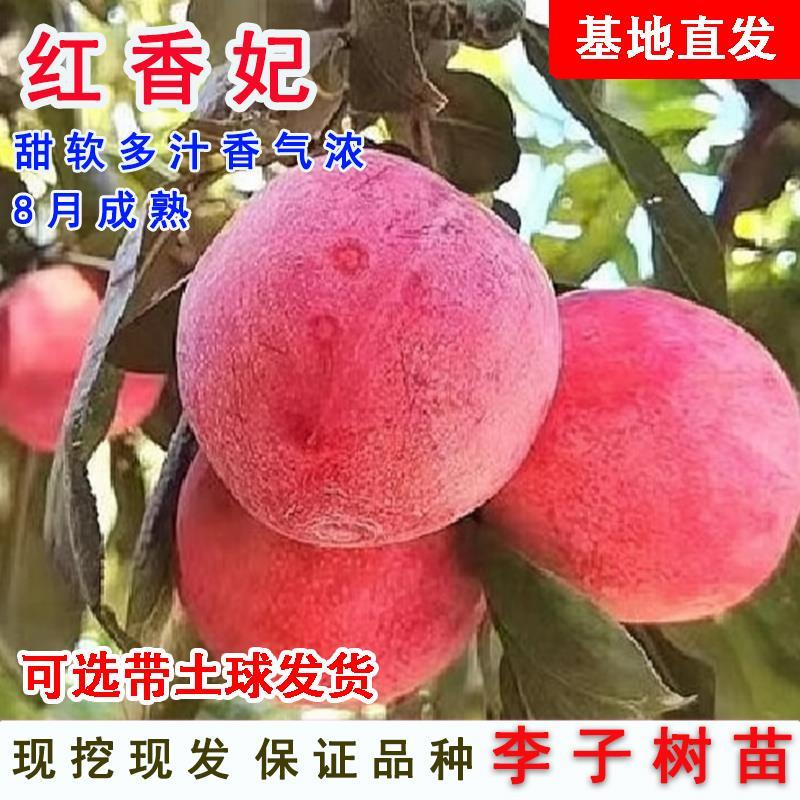 果园直发李子苗晚熟红香妃李芙蓉李保真正品成活率