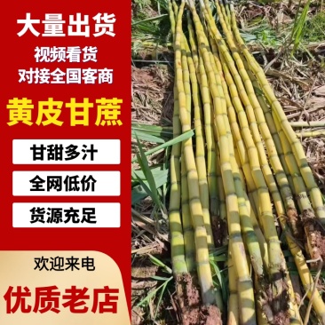 广西一级黄皮甘蔗，品质保证量大从优欢迎咨询