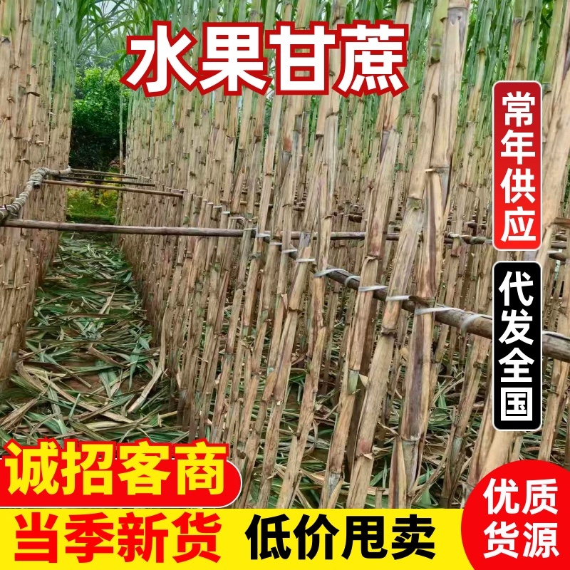 广西一级黄皮甘蔗，品质保证量大从优欢迎咨询