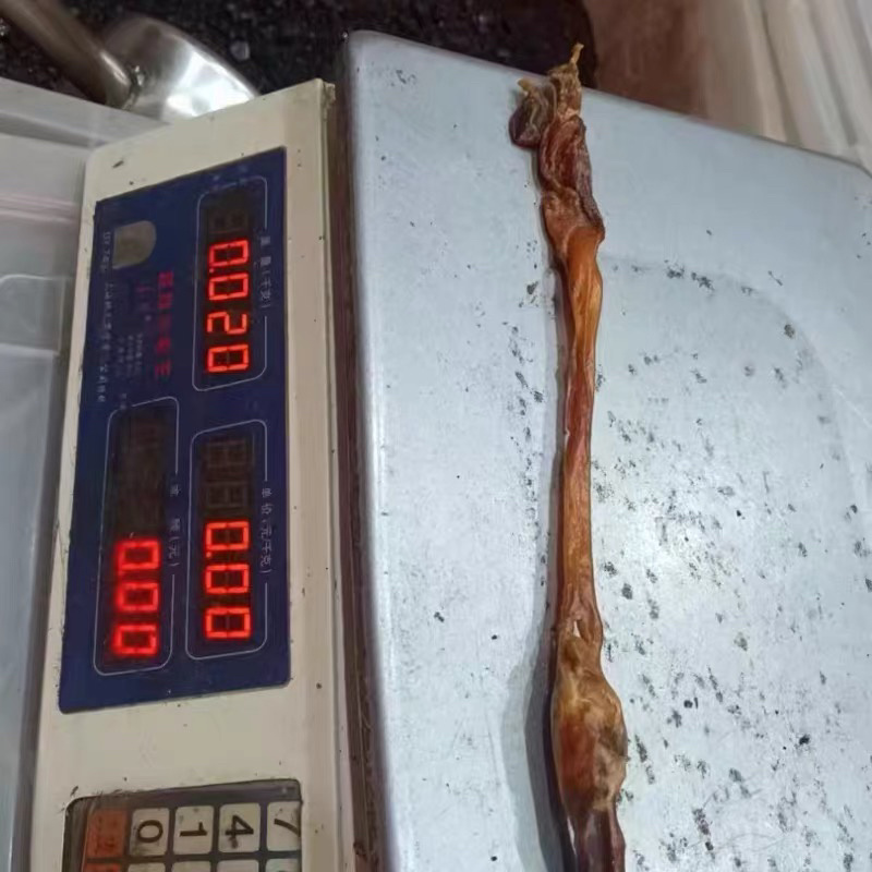 黄狗鞭狗肾泡酒煲汤滋补中药材狗鞭海狗肾