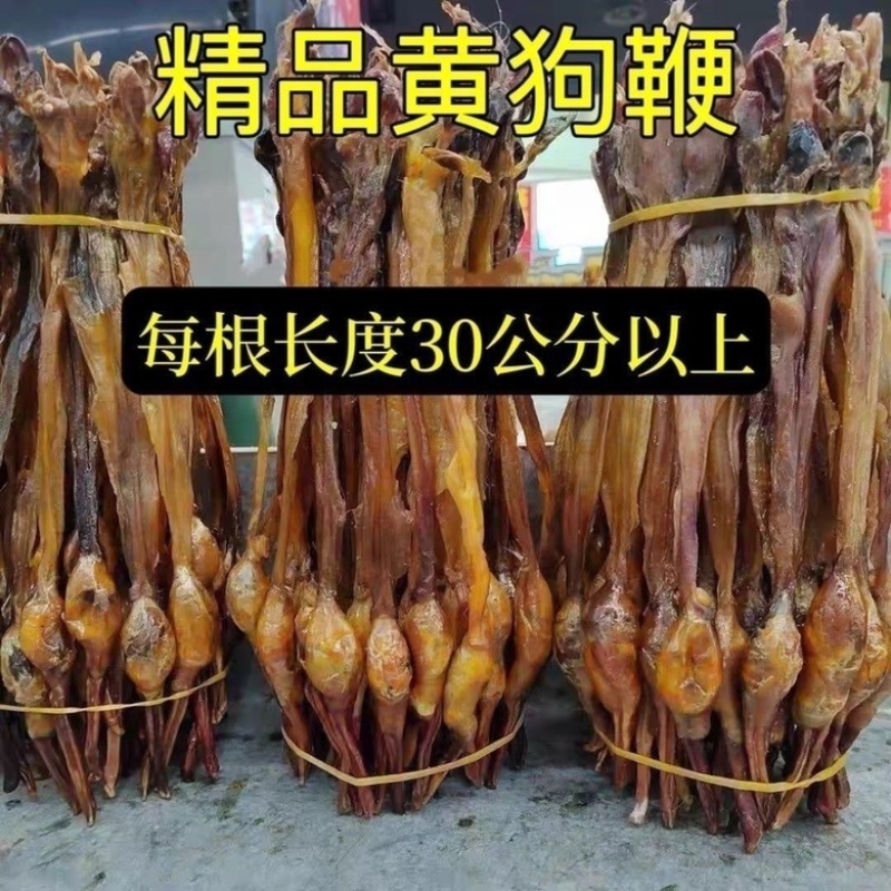 正宗黄狗鞭黄狗肾中药材滋补好货泡酒煲汤纯正狗鞭