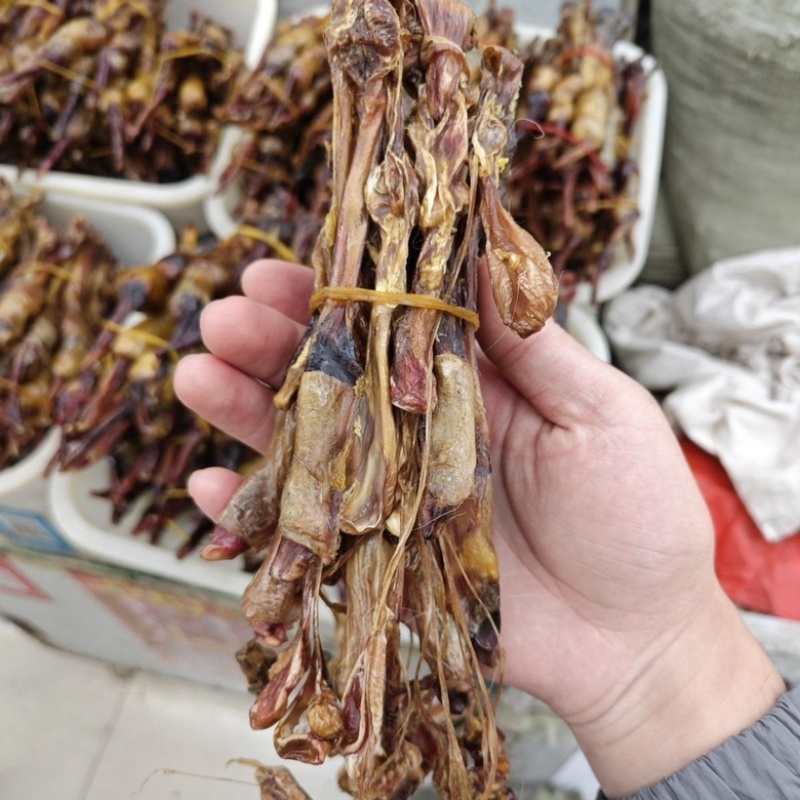 正宗黄狗鞭黄狗肾中药材滋补好货泡酒煲汤纯正狗鞭