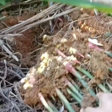 郴州宜章本地仔生姜