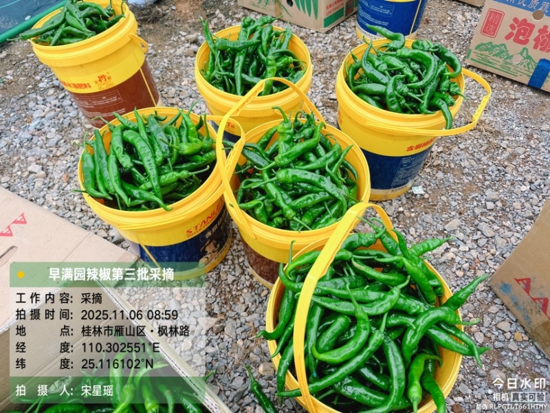 良丰农场自产大棚鲜辣椒，香辣量大批发