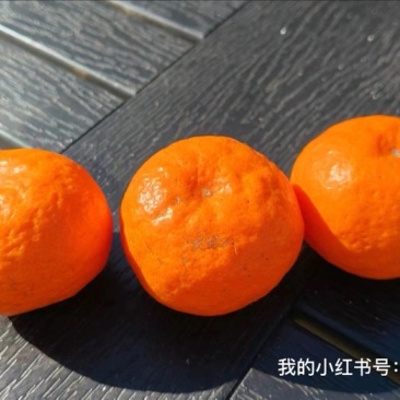 临海密桔
