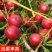 果园直发早熟油桃树苗早巨油早48中油品种纯包成活率