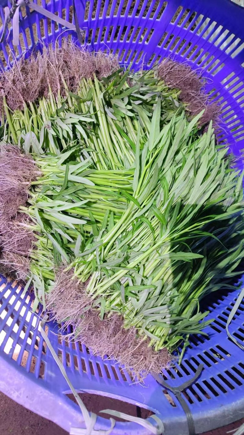 空心菜