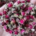 金边玫瑰云南玫瑰花金色花冠玫瑰花茶新货净货无硫