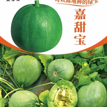 嘉甜宝甜瓜种子绿皮绿肉高糖香瓜种子耐裂性好