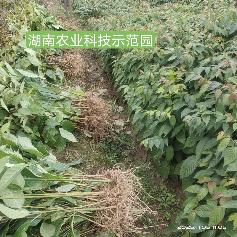 钩藤苗大叶双钩藤苗金钩藤苗现挖发货一手货源量大价优