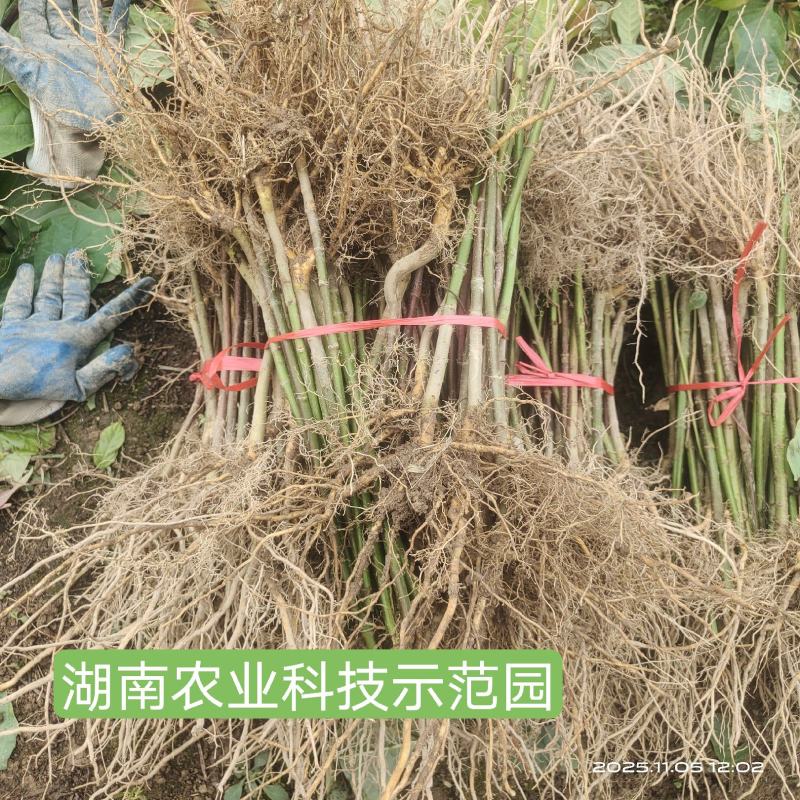 钩藤苗大叶双钩藤苗金钩藤苗现挖发货一手货源量大价优