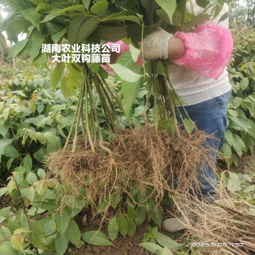 钩藤苗大叶双钩藤苗金钩藤苗现挖发货一手货源量大价优