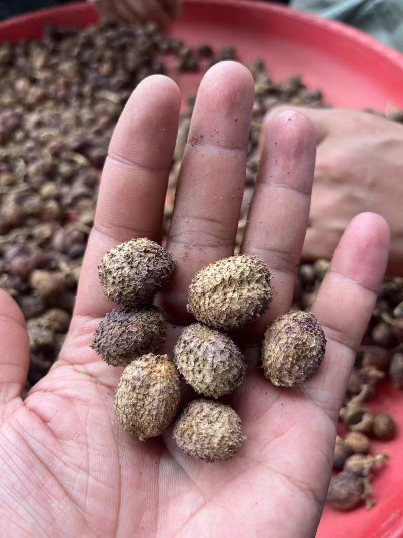春砂仁超大颗粒实体百万销量精品质量包你满意