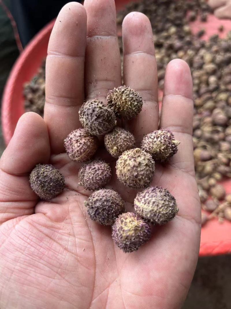 春砂仁超大颗粒实体百万销量精品质量包你满意
