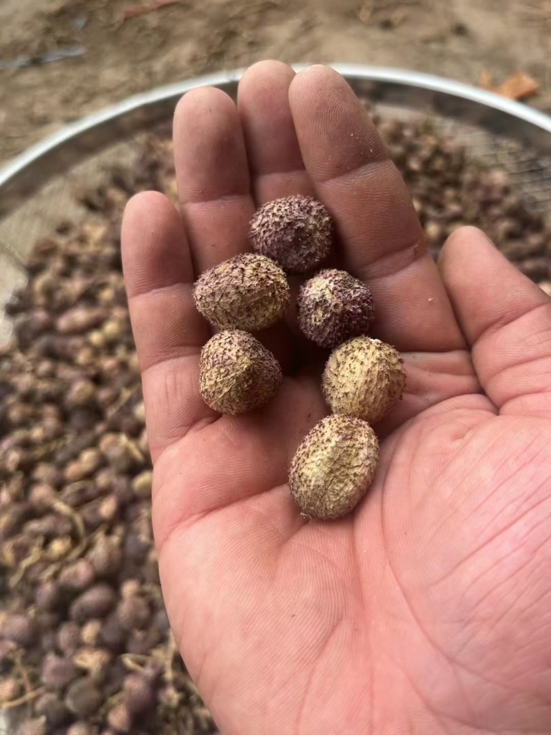 春砂仁超大颗粒实体百万销量精品质量包你满意