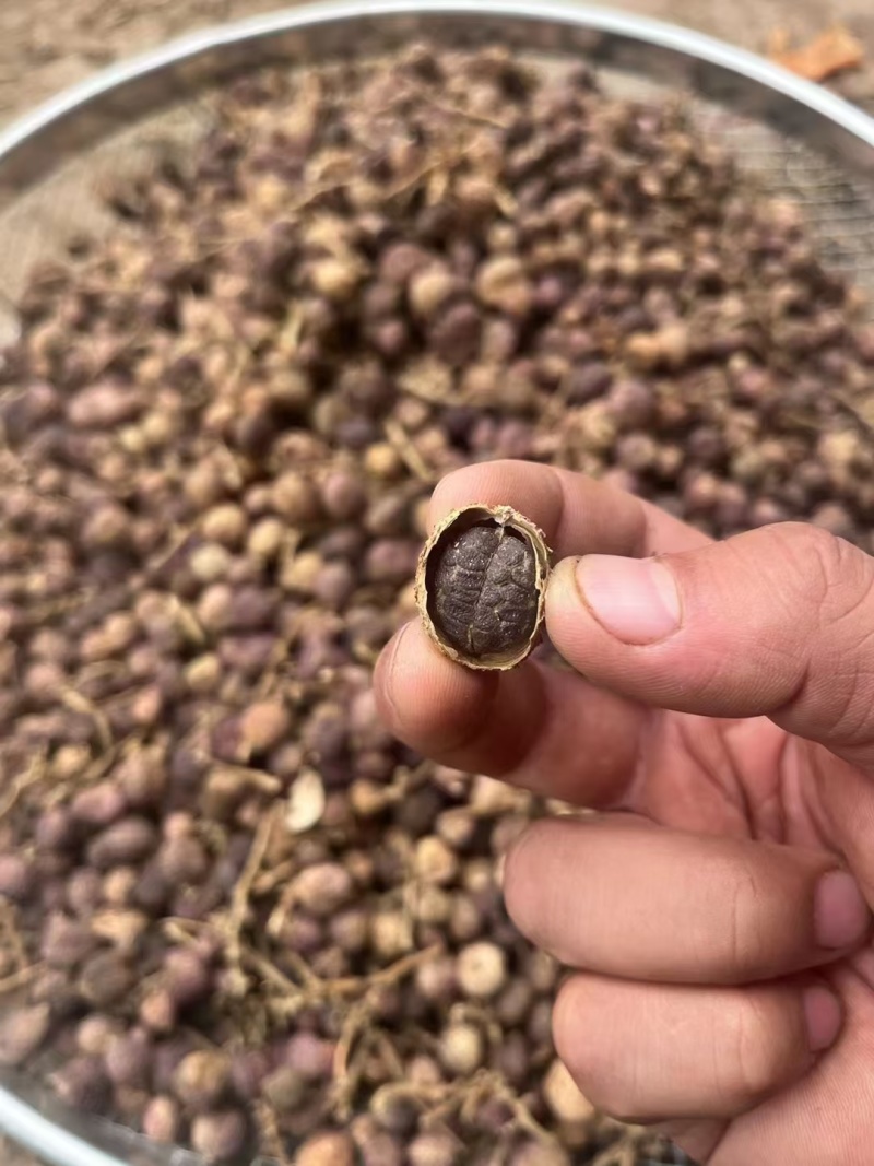 春砂仁超大颗粒实体百万销量精品质量包你满意