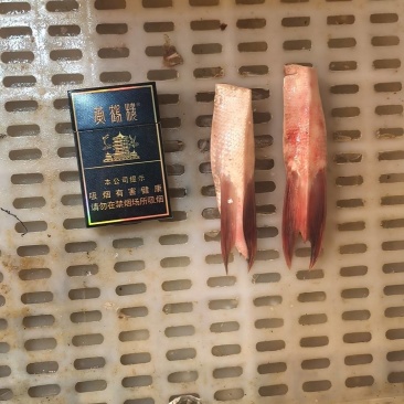 白鲢鱼腩