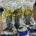即食海参鲜食海参500g辽刺参非鲜活孕妇速冻独立包装海参