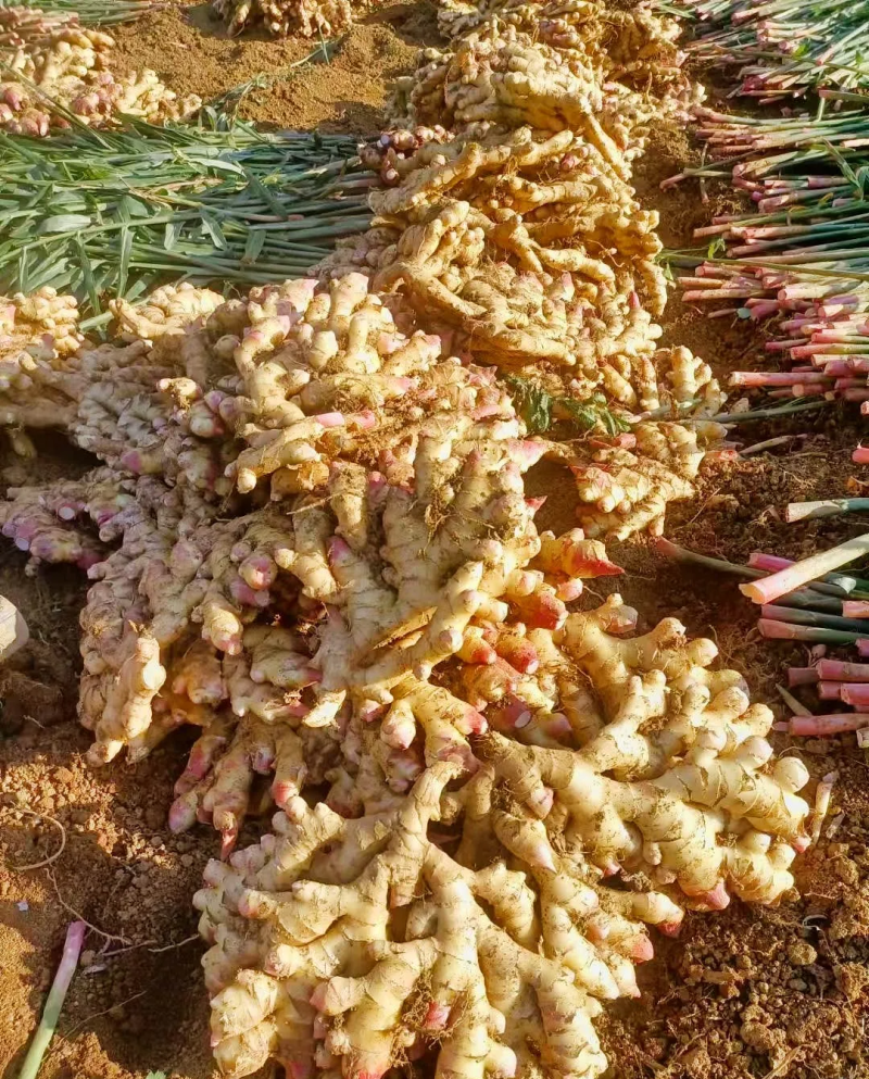 云南精品小黄姜，物美价廉，物超所值