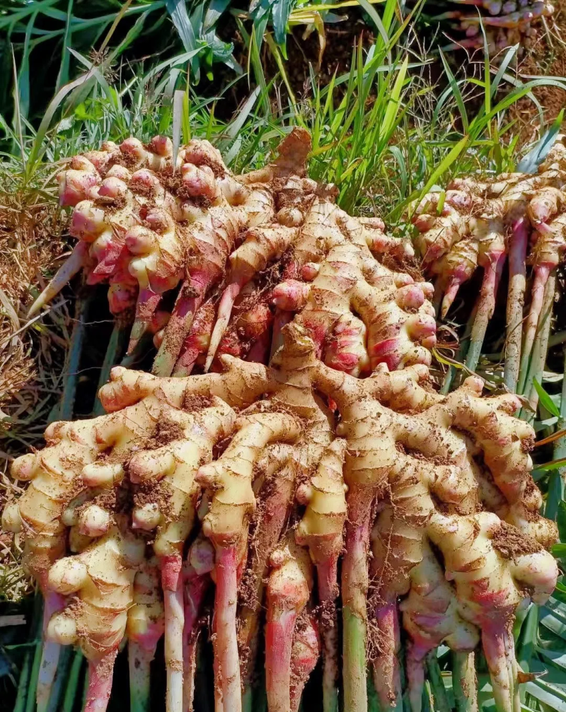 云南精品小黄姜，物美价廉，物超所值