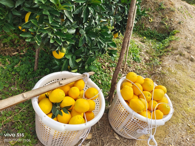赣南脐橙果园直发