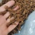 蒲公英根长白山野生蒲公英根茶无硫***批发零售