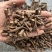 蒲公英根长白山野生蒲公英根茶无硫***批发零售