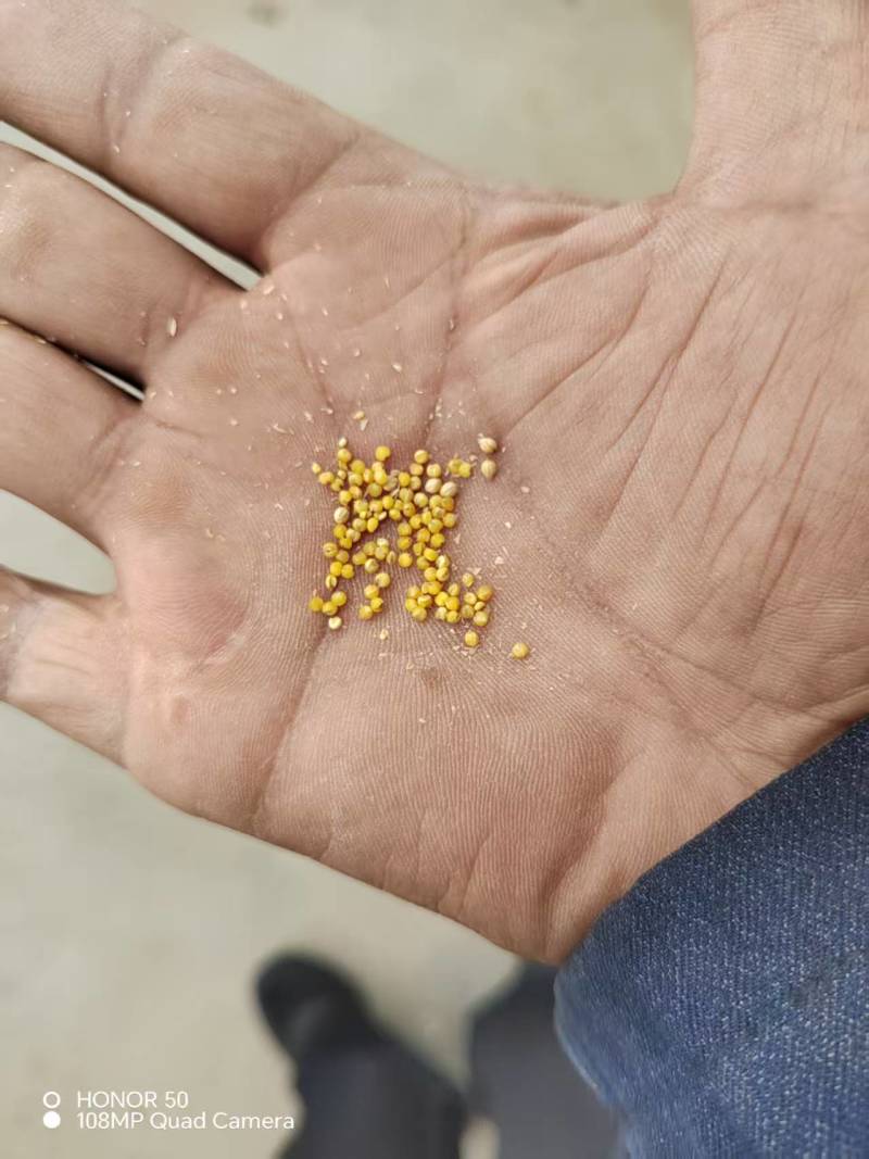 晋谷21号量大发货10吨起皮协助装车价格合理
