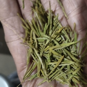 安吉白茶