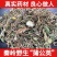 蒲公英野生蒲公英干货婆婆丁自然晒干无硫熏批发零售
