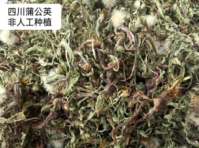 蒲公英野生蒲公英干货婆婆丁自然晒干无硫熏批发零售