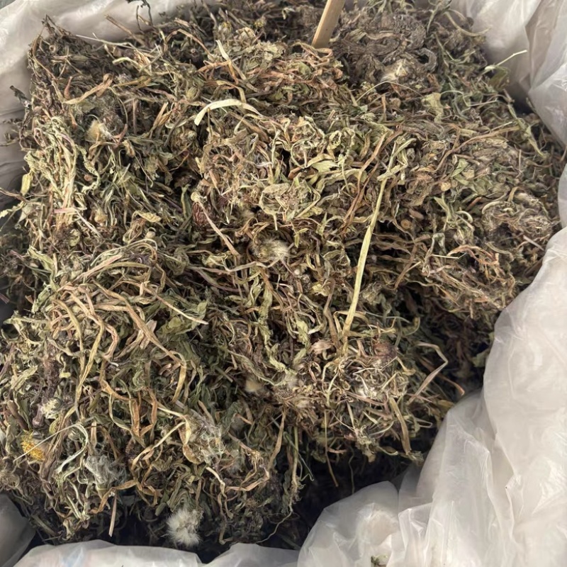 蒲公英野生蒲公英干货婆婆丁自然晒干无硫熏批发零售