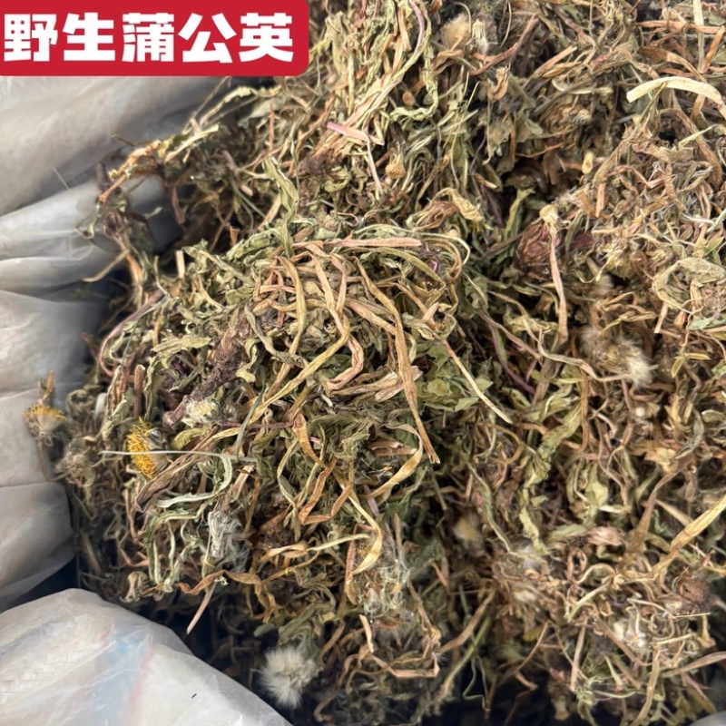 蒲公英野生蒲公英干货婆婆丁自然晒干无硫熏批发零售
