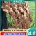 富川子姜一手货源原产地供货新货净菜卖菜都可无断头机械伤耐运输